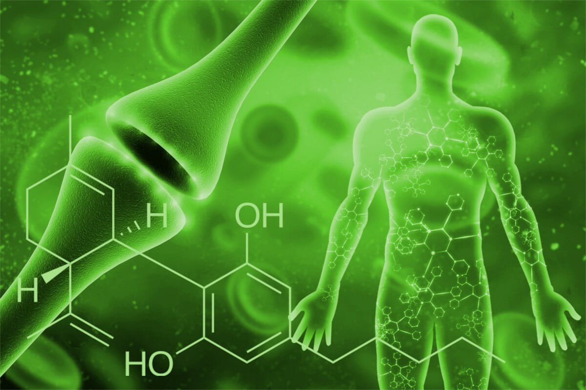Understanding our Endocannabinoid System