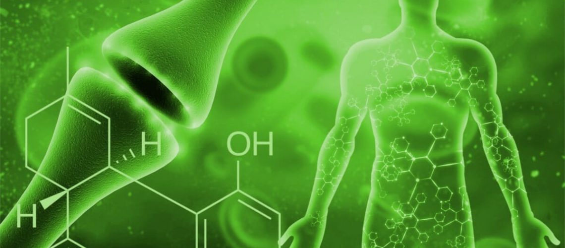 Understanding our Endocannabinoid System