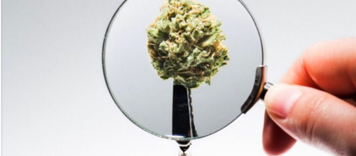 Florida medical marijuana mold