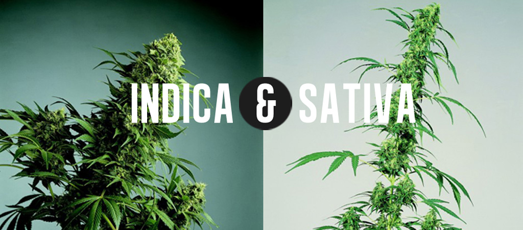 Indica vs. Sativa