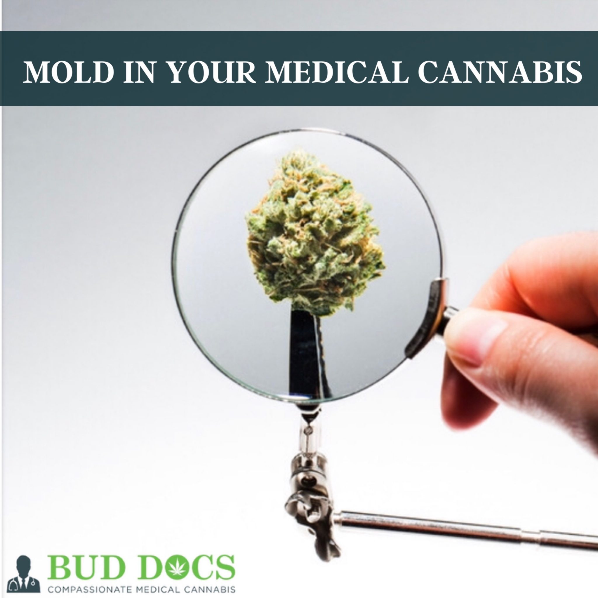 Is there mold in your medical cannabis?